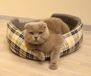 Basic Indoor Cat Needs: Cat lying down in a cozy cat bed