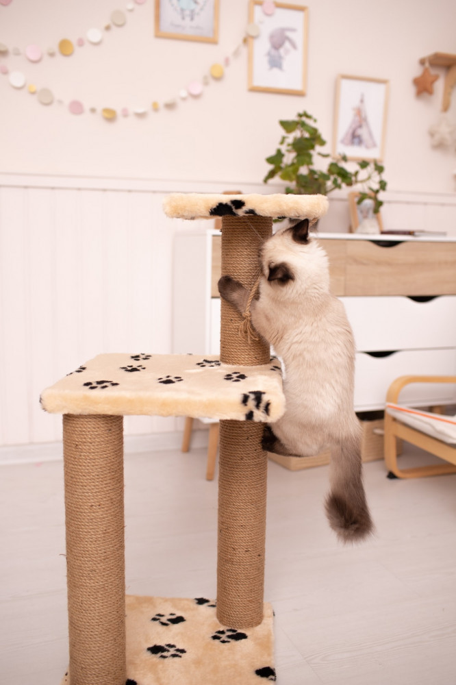 How to Get a Cat to Use a Scratching Post?: Kitten climbing scratching post and playing with teaser toy
