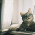 Basic Indoor Cat Needs: Cat enjoying a sunny windowsill