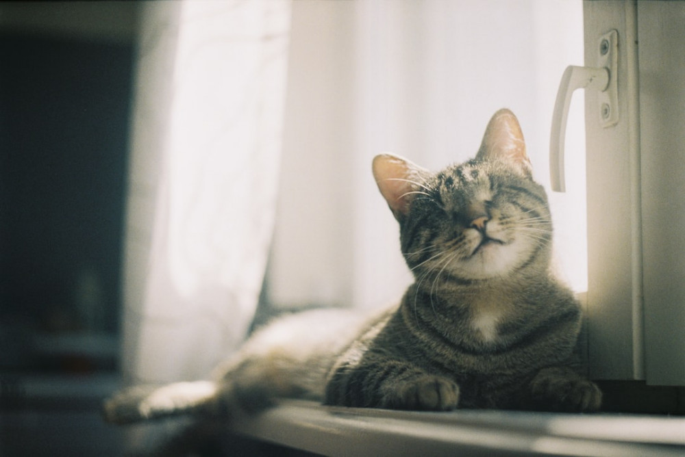 Basic Indoor Cat Needs: Cat enjoying a sunny windowsill