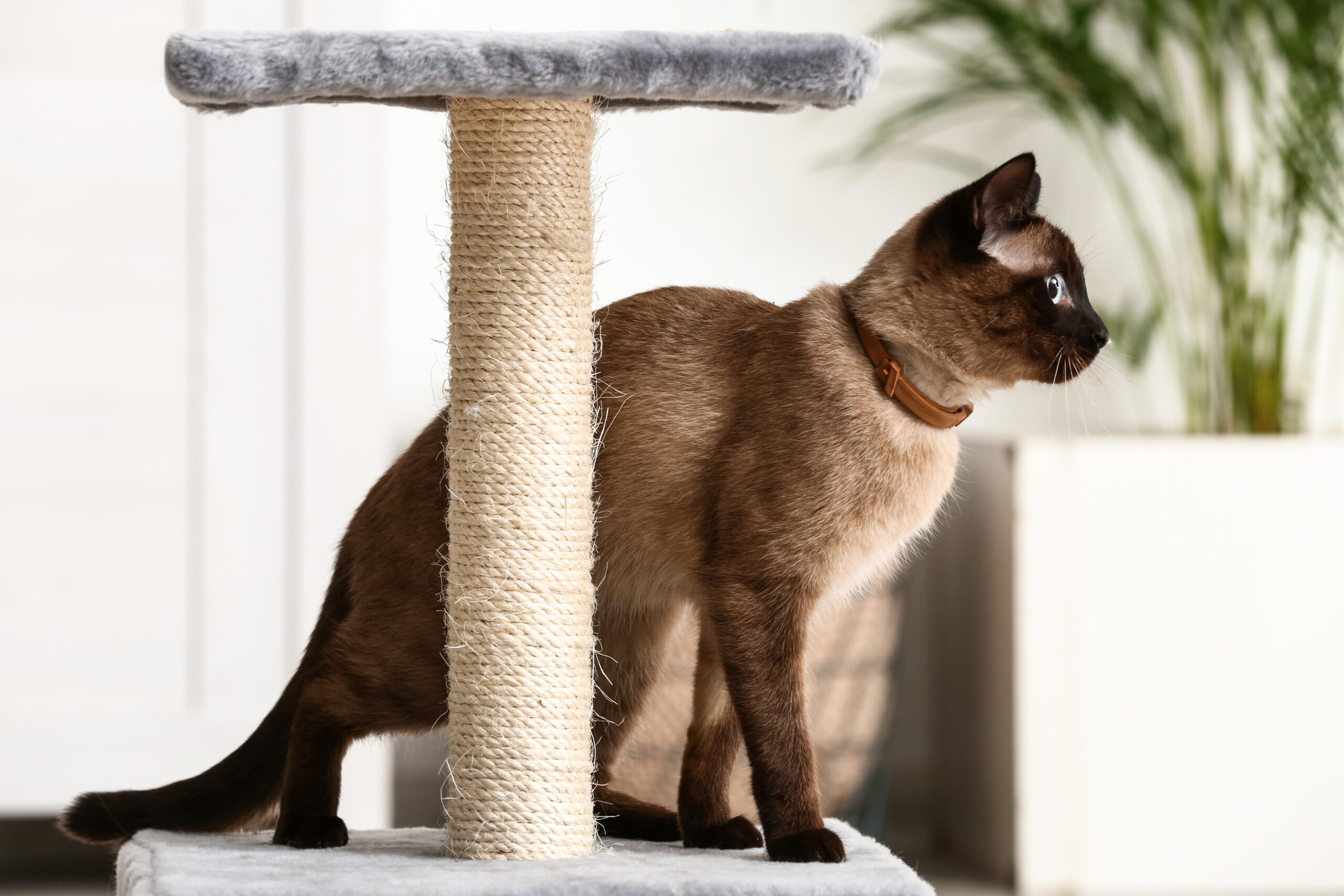 How to Get a Cat to Use a Scratching Post?: Cute funny Thai cat playing with scratching post at home