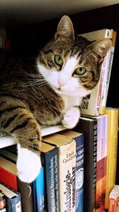 Basic Indoor Cat Needs: Cat resting on bookshelf