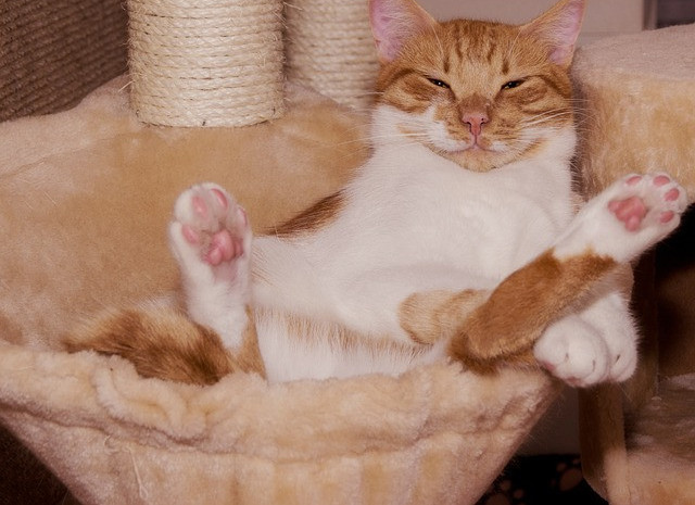 How to Get a Cat to Use a Scratching Post?: Funny cat resting in cat tree hammock next to scratching post