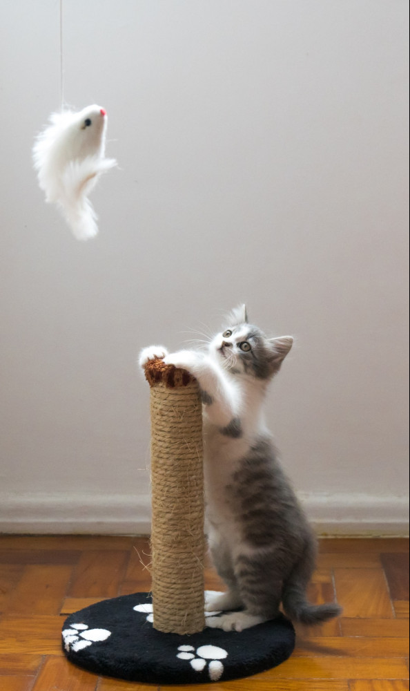 How to Get a Cat to Use a Scratching Post?: Kitten placing paws on scratching post while reaching for toy