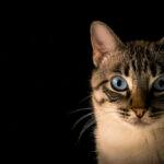 Cat Behaviours to Worry About: Cute blue-eye cat black background