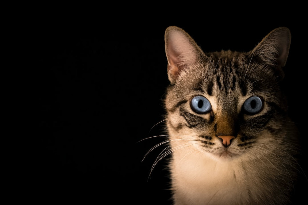 Cat Behaviours to Worry About: Cute blue-eye cat black background