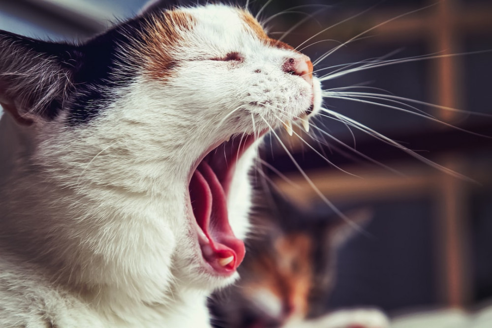 What Causes Bad Breath in Cats?: Cute cat yawns showing its teeth